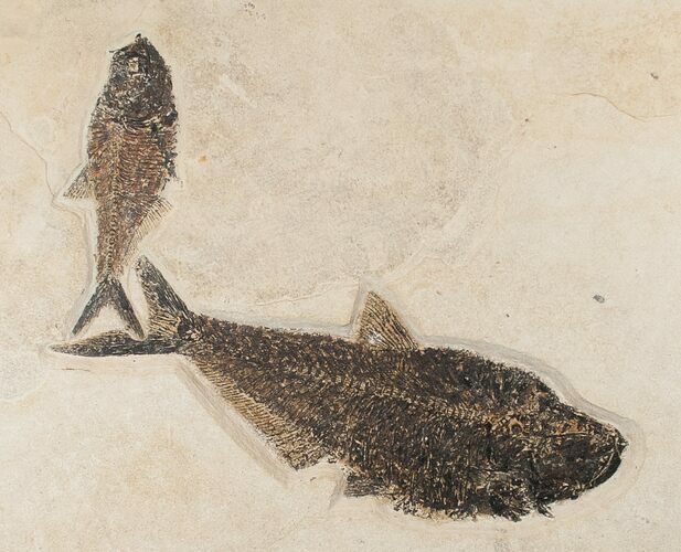 & Diplomystus Fish Fossil - Wyoming (Free Shipping) #15140